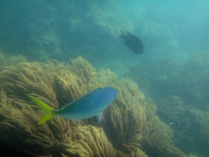 WhitSundaysDaydreamIslandSnorkel